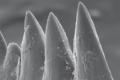 Водные и невероятно зубатые (11 фото) У кого зубы длиннее половины тела